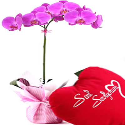 Pembe Orkide ve Yastık